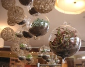 DIY, 6 Succulents And 2 Hanging Garden Glass Globes For Terrarium Projects, Create Your Own Gifts