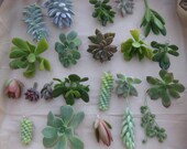 RESERVED For Monique, 25 Succulent Cuttings W/ Rooting Powder,Great For Starting a Garden, Centerpieces and Living Walls
