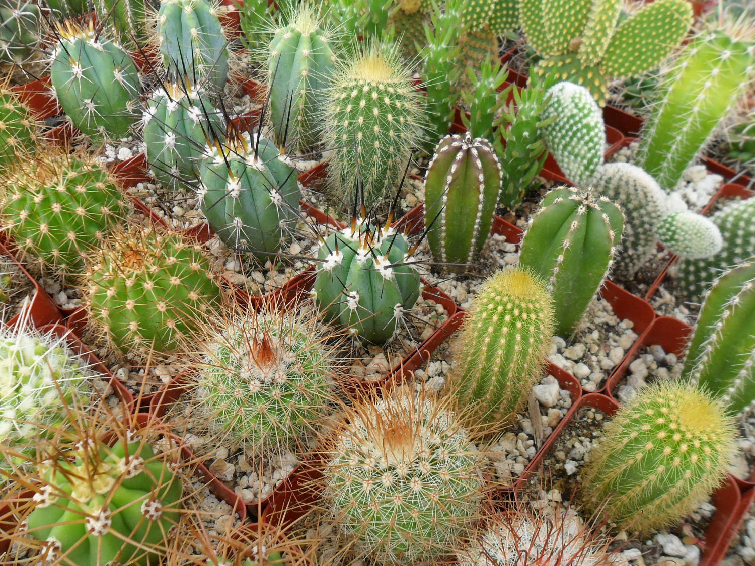 3 Assorted Cactus Plants, Have A Margarita Party, Southwest Wedding Favor And More