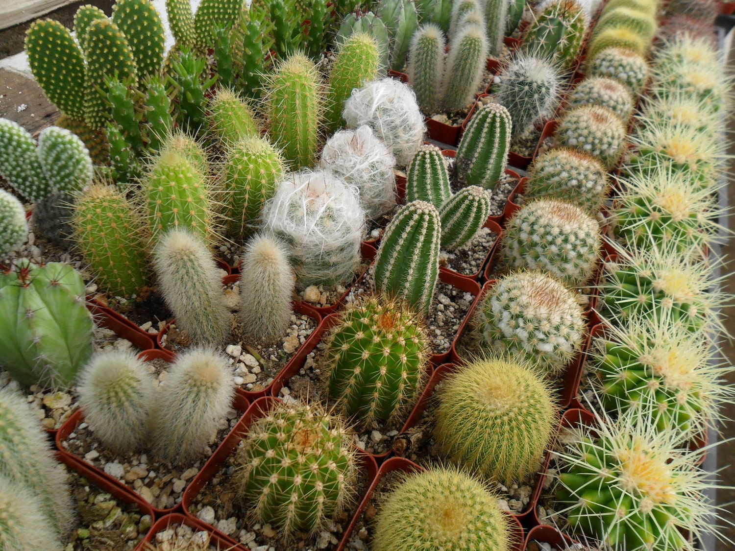 8 Succulents And Cactus Plants, Great Table Favors, Make A Terrarium, Centerpiece