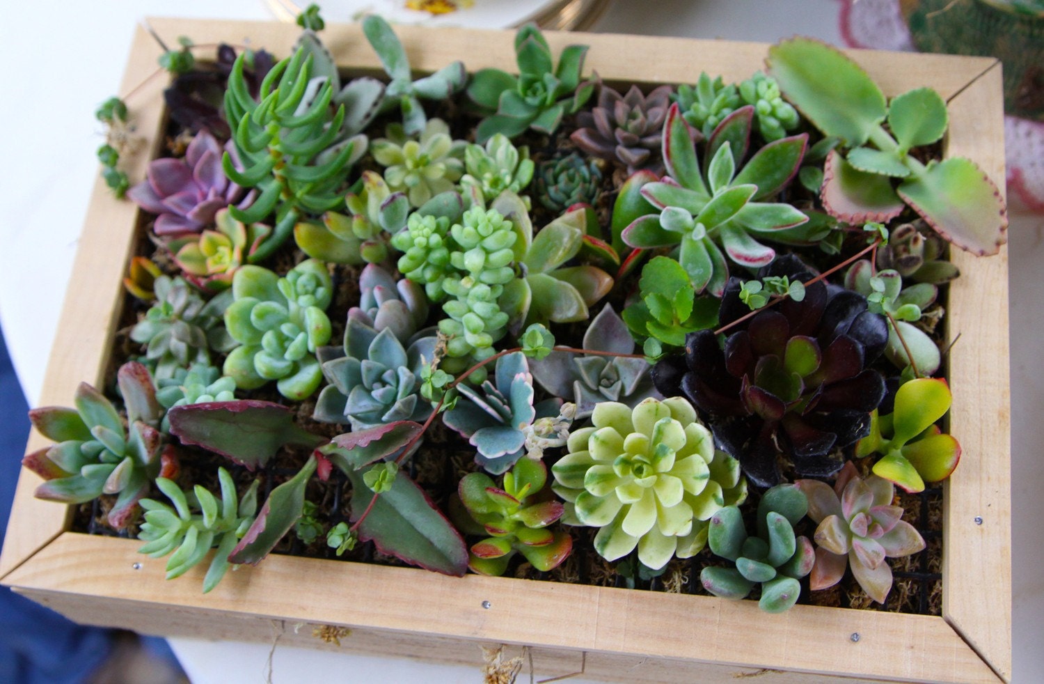 75 Succulent Cuttings, A Nice Assortment For Living Walls, Starting A Succulent Garden, Quality Succulents