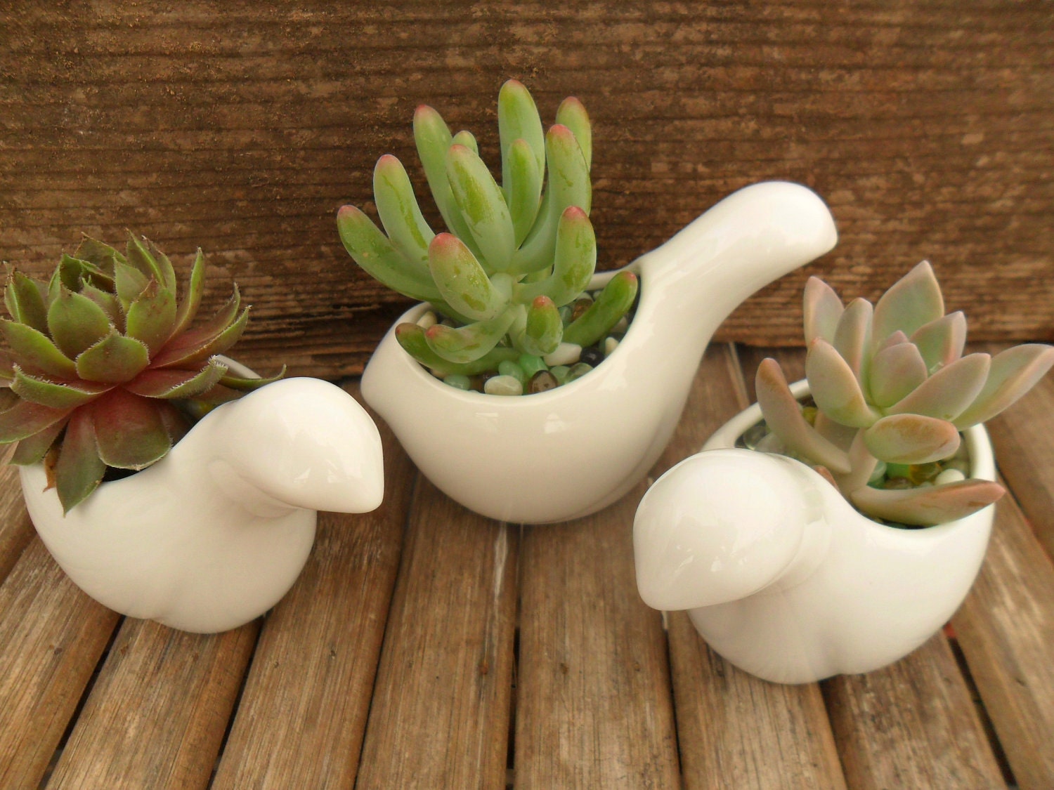 3 Succulent And White Ceramic Bird Favors, Wedding And Party Favors, Great Table Decor, Special Event