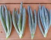 4 Blue Chalk Finger Succulent Cuttings