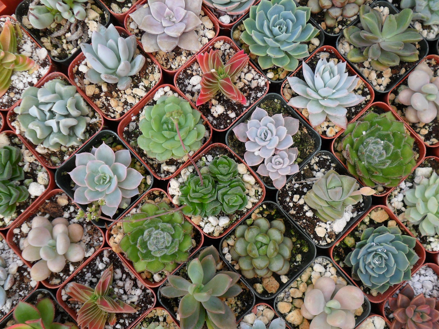 RESERVED For Grahame, A Collection Of 100 Succulents, Great For Container Gardens, Terrariums, Wedding Favors And More