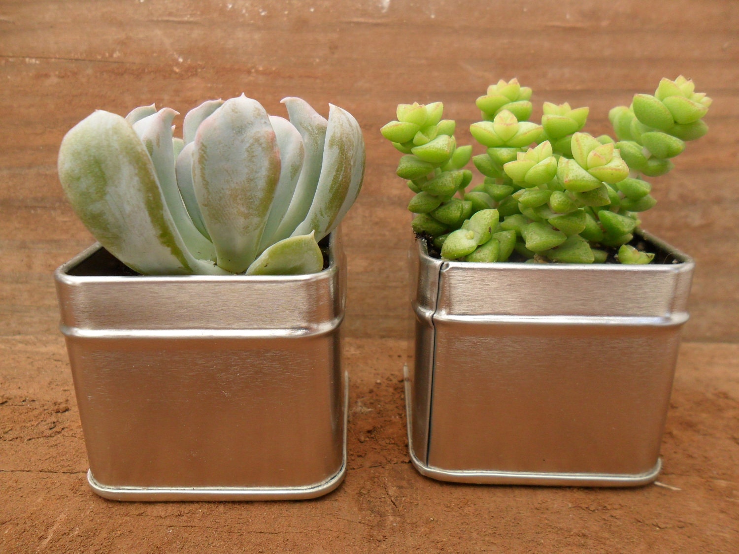 A Collection Of 12 Succulents, Square Tins, Wedding And Party Favors, Special Event