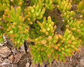 Finger Jade Succulent Cuttings, Crassula Ovata