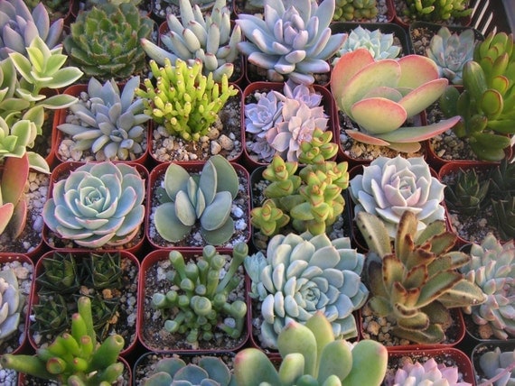 6 Succulent Plants, Great Collection For Terrarium Projects, Special Events, Centerpieces, Container Gardens