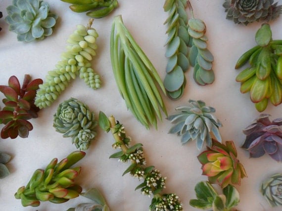 70 QUALITY Succulents Cuttings W/ Rooting Powder, Centerpieces, Favors, Boutonnieres, and Bouquets