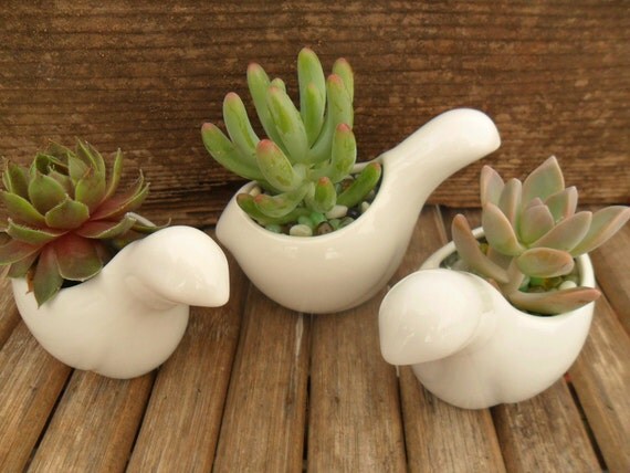 Succulent And White Ceramic Bird Favor Sample, Wedding And Party Favors, Special Event, Even Fun On Your Desk