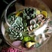 A Collection Of 12 Succulent Plants, Great For Terrarium Projects