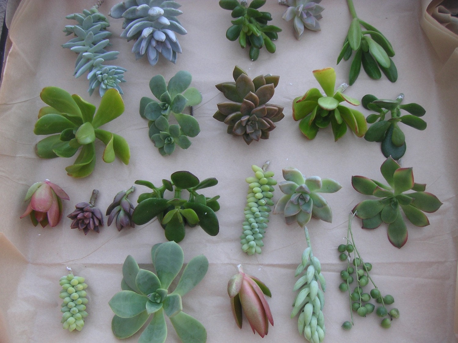 Succulents Galore, A Collection of 12 Succulent Cuttings W/ Rooting Powder, Great For Starting a Garden, Centerpieces and Living Walls