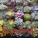 A Collection of 24 Succulents Cuttings, Dish Gardens, Terrariums, Great For Bouquets, Boutonnieres And Table Decor