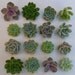 Succulent Centerpiece, White Ceramic, Table Top Decor, Great For A Wedding, Garden Party Or Special Event
