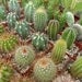 12 Assorted Cactus Plants, Perfect For A Margarita Party, Southwest Event, Wedding Favors And More