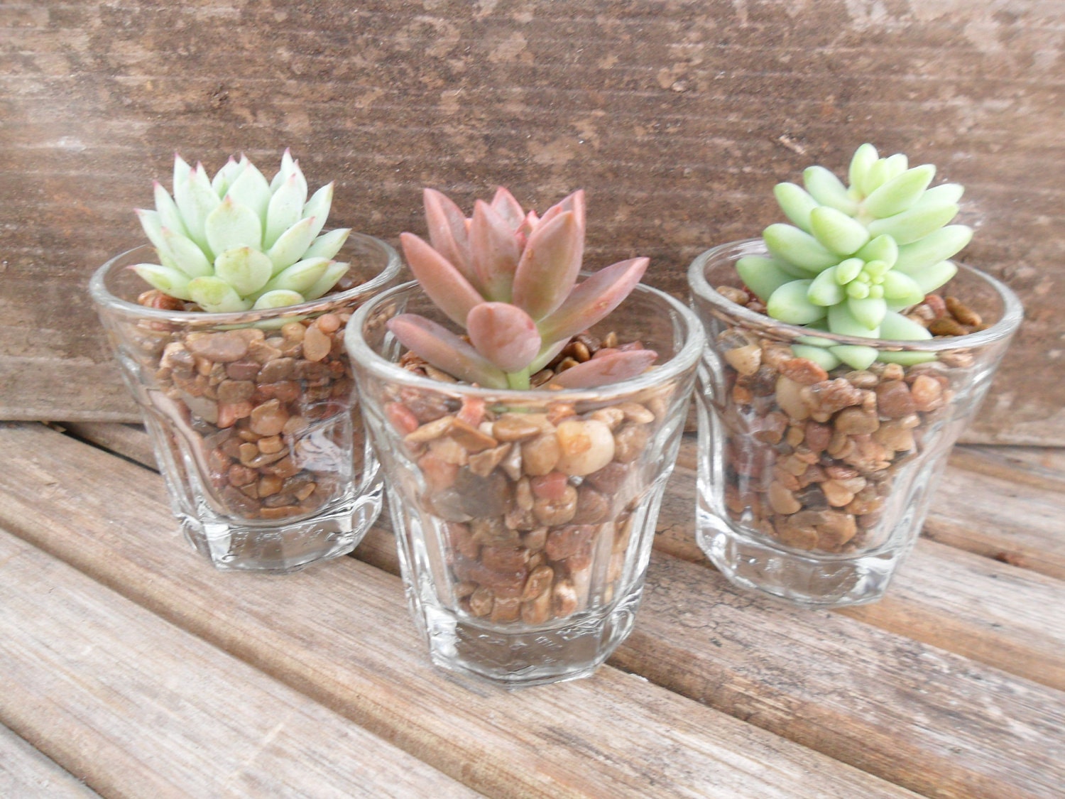 Succulent Cuttings, Shot Glasses, DIY Terrarium, Makes A Great Favor, Garden Wedding, SET OF 3