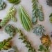 70 QUALITY Succulents Cuttings W/ Rooting Powder, Centerpieces, Favors, Boutonnieres, and Bouquets