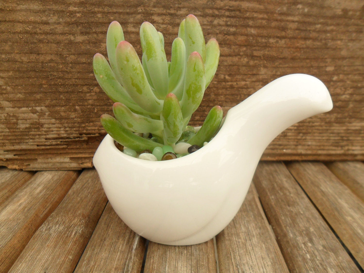 Succulent And White Ceramic Bird Favor Sample, Wedding And Party Favors, Special Event, Even Fun On Your Desk