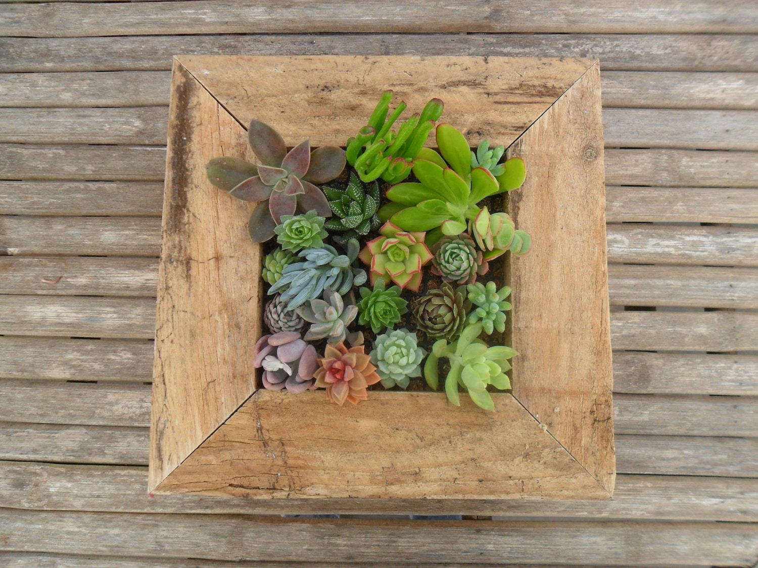Large RUSTIC Wall Art Kit, Comes Assembled With Soil And Moss, 20 Cuttings To Get Started, Housewarming Gift