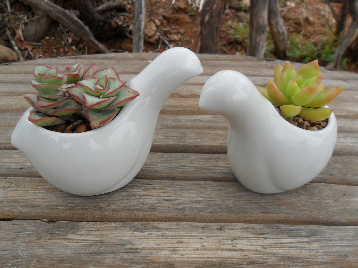 Succulent And White Ceramic Bird Favor Sample, Wedding And Party Favors, Special Event