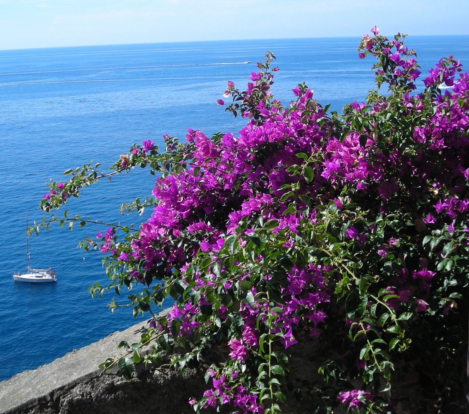 Sea Flowers, Riomaggiore, Cinque Terre Italy.  8 x 10 Photograph