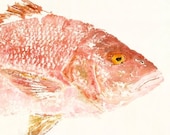 Red Snapper - "Rosy" - Gyotaku Fish Rubbing - Limited Edition Print (32 x 15.5)