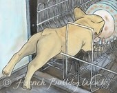 French Bulldog Bouledogue Francais Art Print Dasha Goux