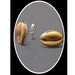 Jewelry for Men Cowrie Shell Cuff Links Sterling Silver