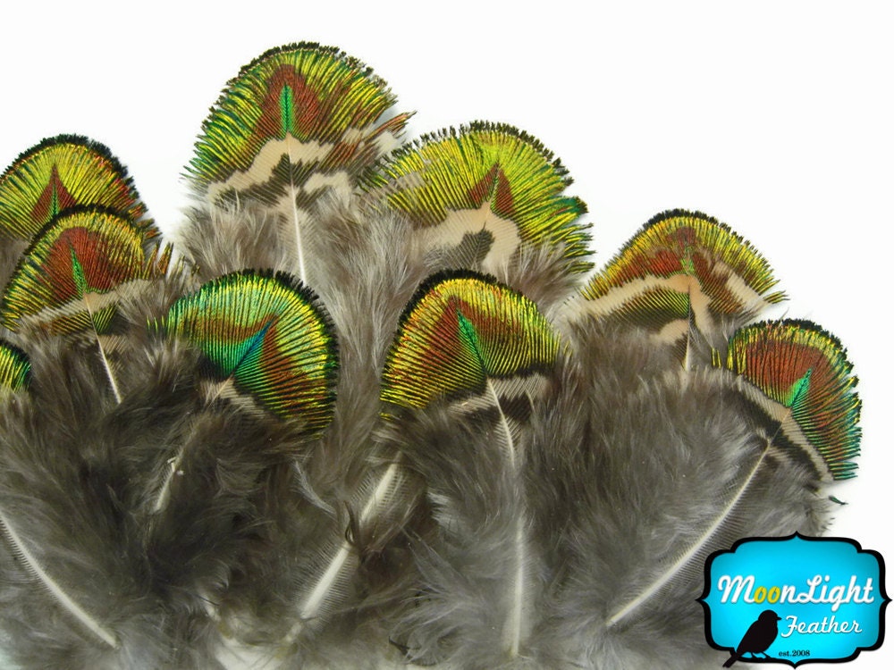 Peacock Feathers, 20 Pieces - GREEN GOLD Peacock Plumage Loose Feather : 466
