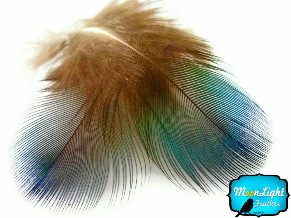 Peacock Feathers, 100 pieces - Iridescent GREEN Peacock Plumage Loose feathers : 650