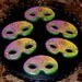 Mardi Gras Mask Cookies - 1 Dozen