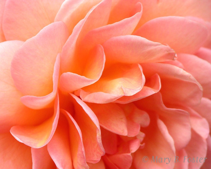 Flower Photography 'Abraham Darby' Rose Petals 10x8 apricot peach pink orange macro photo floral wall art nature photograph - MaryFosterCreative
