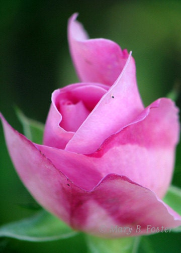 Pink Rosebud Photo 'Mary Rose' Blossom 5 x 7 print nature fine art macro flower photography soft pink green floral home decor