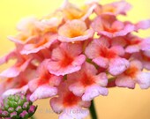 Lantana Flower Photograph 7x5 bright pink yellow orange summer tropical flower fine art floral photography home decor
