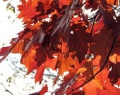 Red Oak Autumn Leaves Photograph 5x7 fall nature photography rust red orange brown tree branch woodland rustic home decor