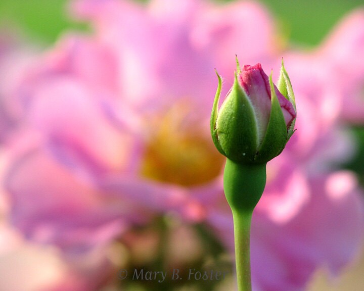 Pink Rosebud