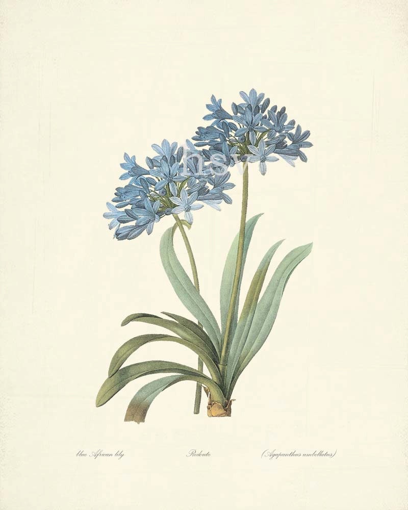 Redoute Botanical Illustration "Aftican Lily" Natural History Botanical Wall Decor Art Print 8x10