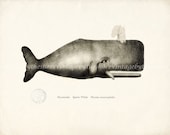 Vintage Sperm Whale Natural History Wall Decor Print 10x8 - HighStreetVintage