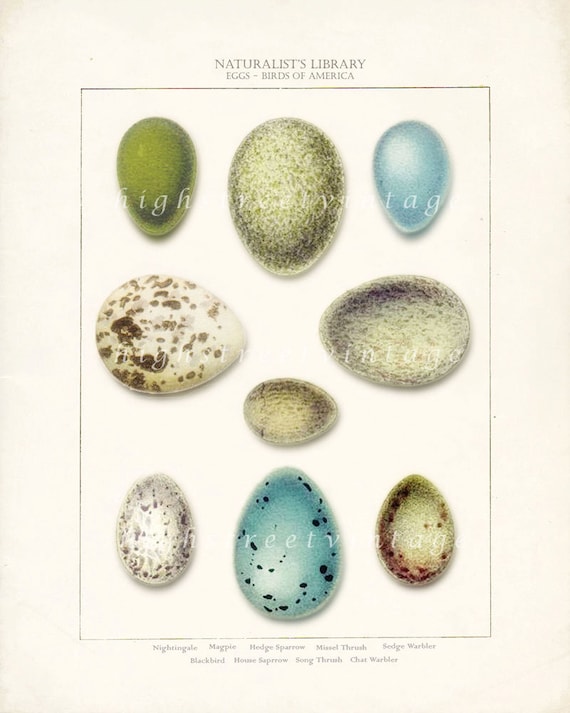 Songbird Eggs Illustration Shabby Chic Art Print - Birds of America Natural History Wall Decor 8x10