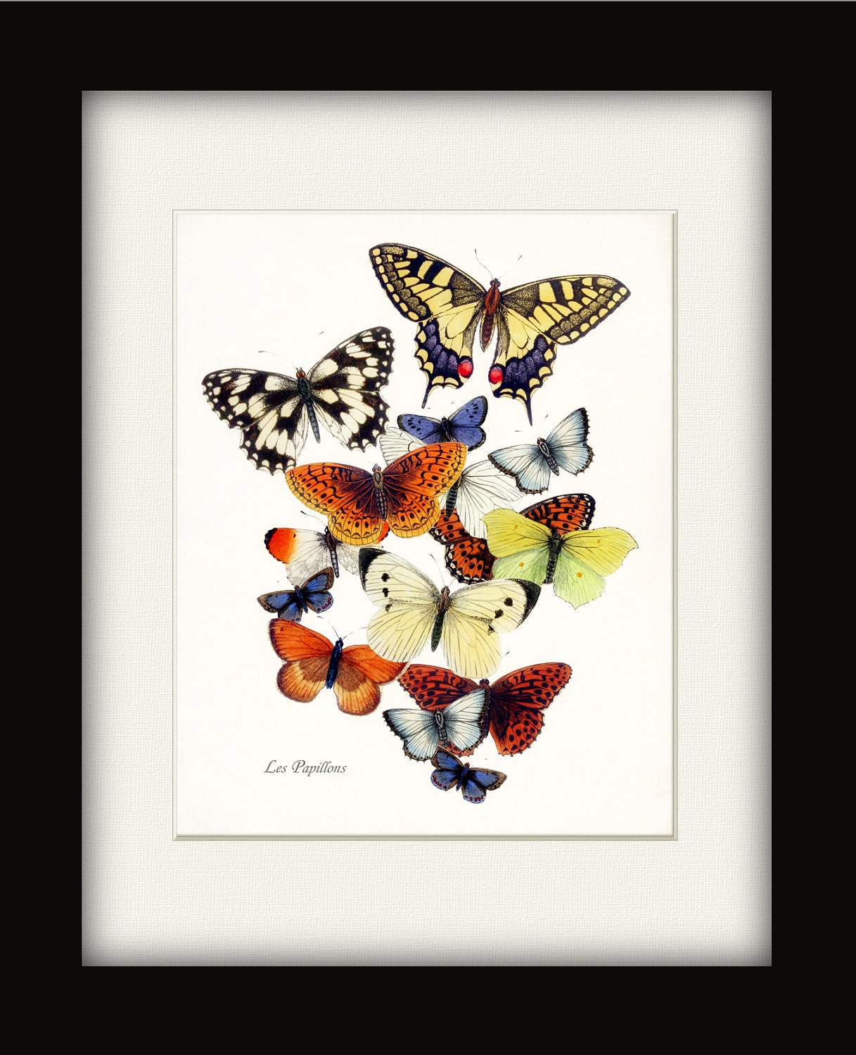 Butterfly Garden Collage Natural History Wall Decor Art Print 8x10