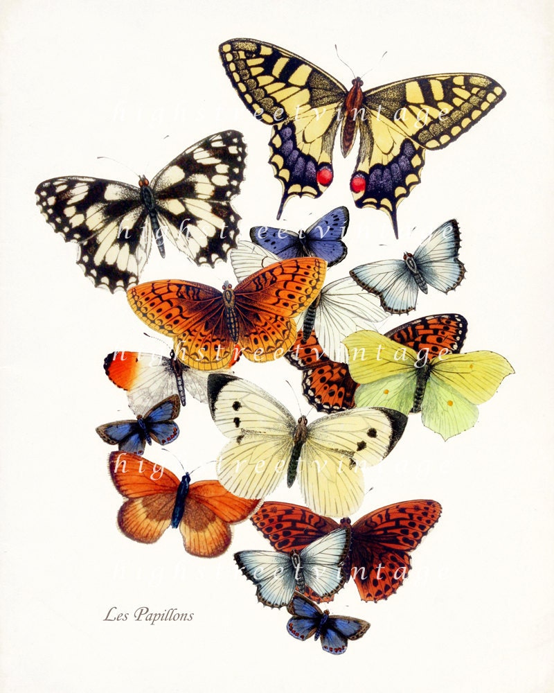 Butterfly Garden Collage Natural History Wall Decor Art Print 8x10