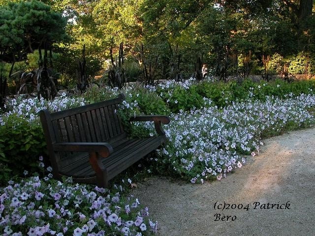 Bench in Flowers