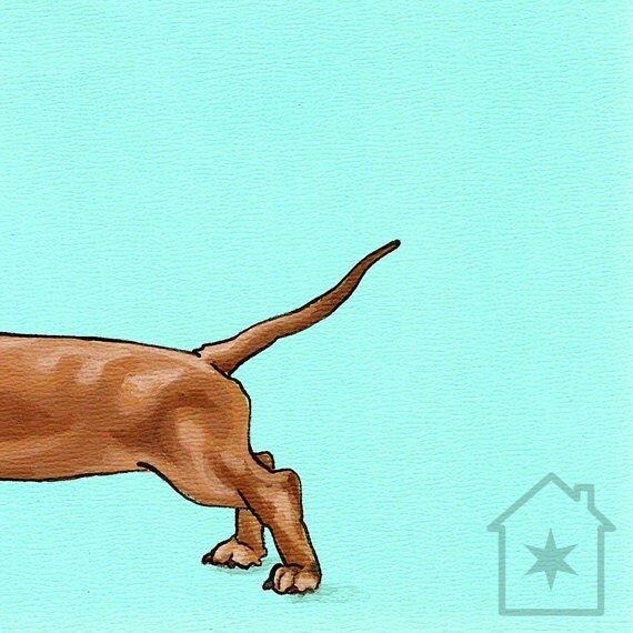 Dachshund Tail