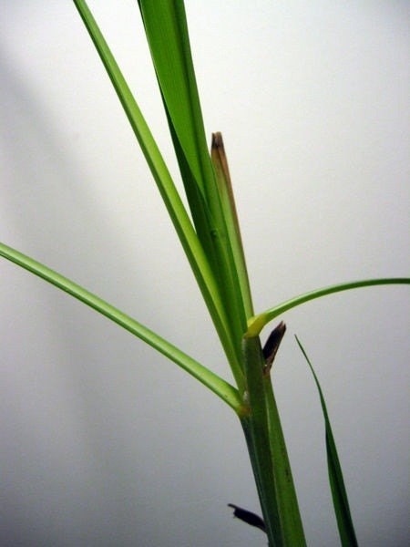 Organic Lemongrass Aromatherapy Essential Oil. All Natural Aromatherapy for cooling fevers and calming nerves