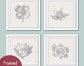 Botanical Flower Bud (Series A) Set of 4- 12x12 Art Poster Prints (Featured in Pale French Grey and Dolphin Grey) Personalized Colors