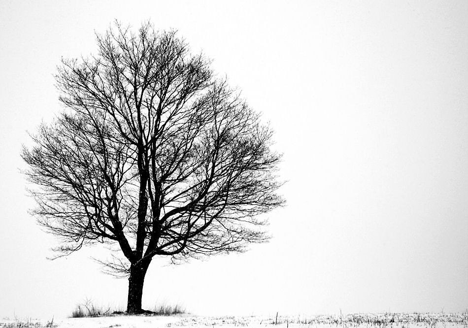 Winter Landscape Photography, Nature Photography, 11X14 Mat, Alone, Snow, Black and White Art, Ready to Frame