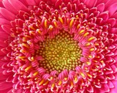 Flaming Fushia Flower Photograph