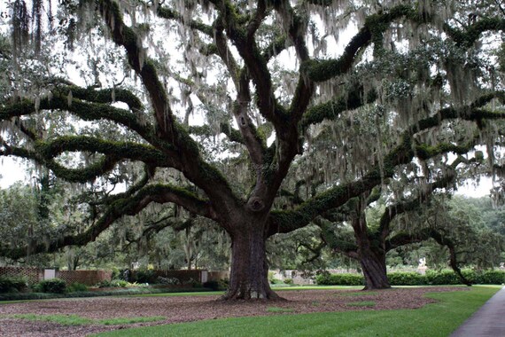 Live Oak Tree Methuselah