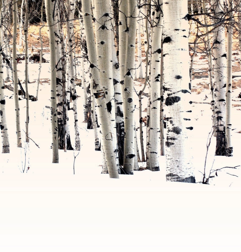 Early Snow Aspen Forest Trees Snowy Quiet Nature White Bark  Mountain Fall Cabin Rustic Lodge Photograph