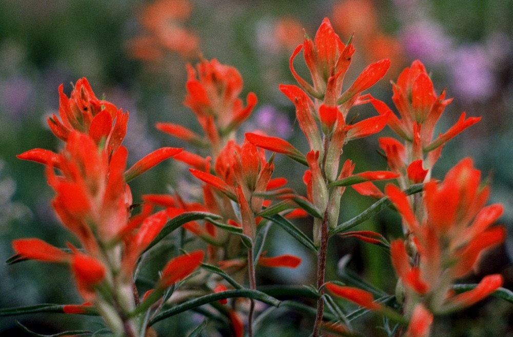 Blazing Indian Paintbrush Wildflowers Crimson Red Field of Flowers Meadows Vivid Bold Cabin Rustic Lodge Photograph