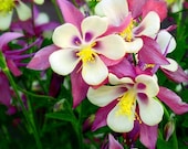 Mountain Red Columbine Wildflower Pink Flowers Colorado Floral Rustic Cabin Lodge Photograph